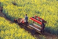 Oxcart in the seed field